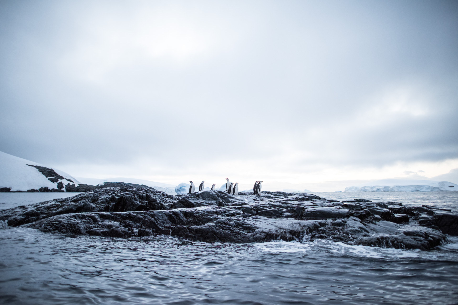 Penguins on the rock.