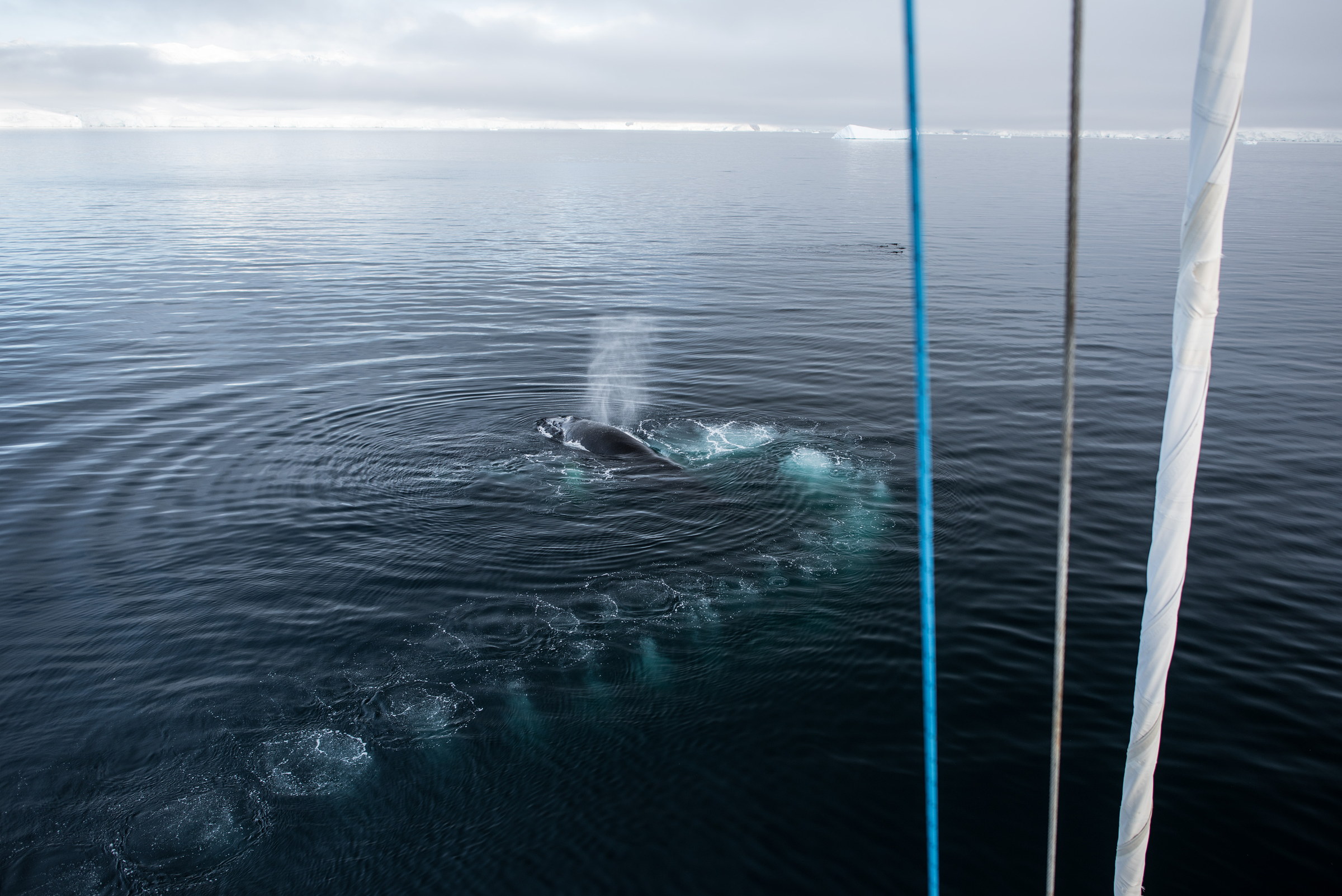 A whale alongside the Australis.