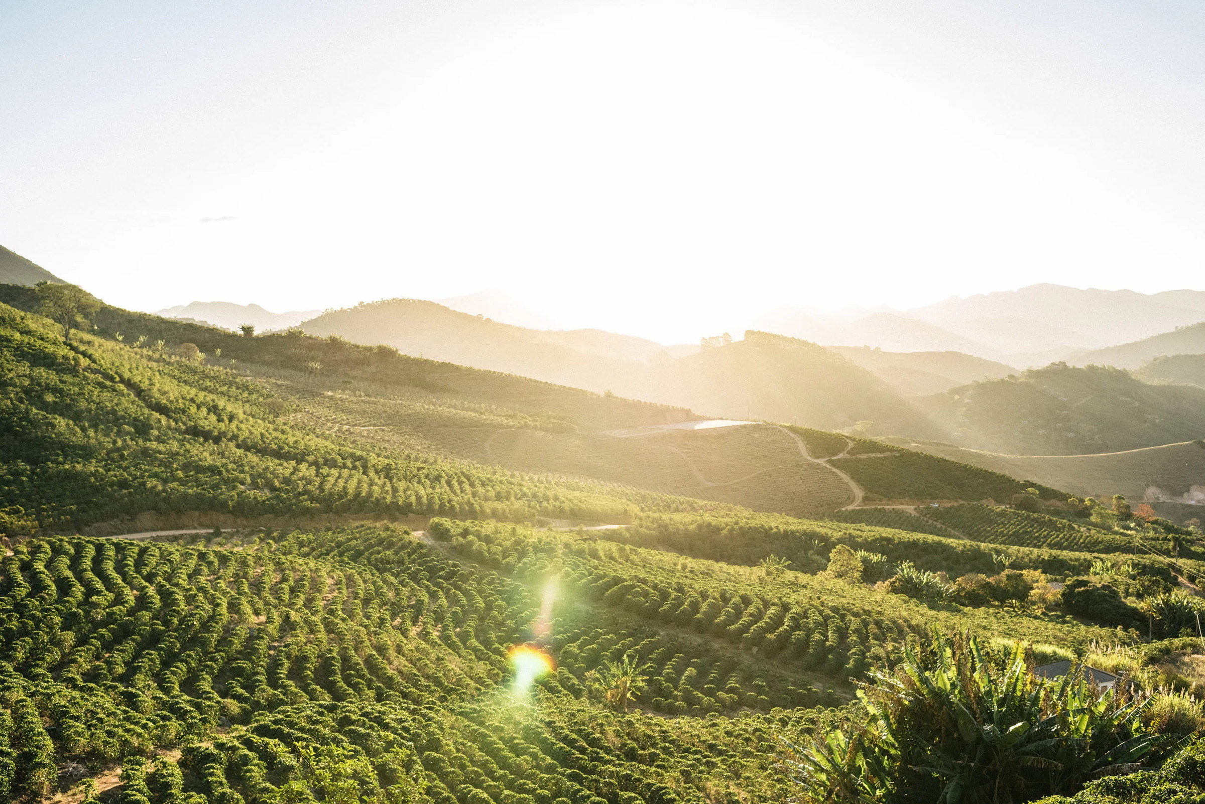 Sunrise over the plantations.