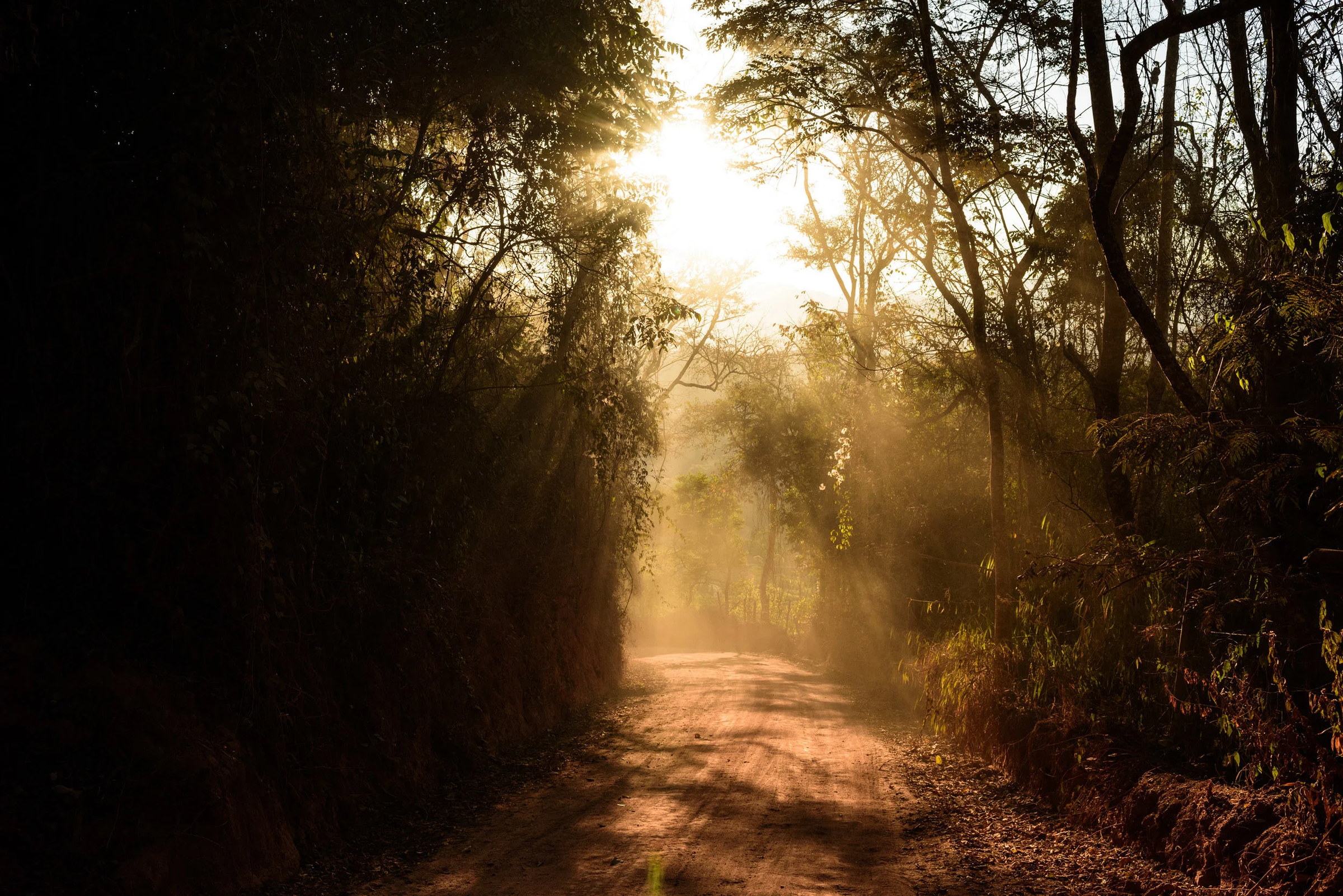 Morning light on the farm track.