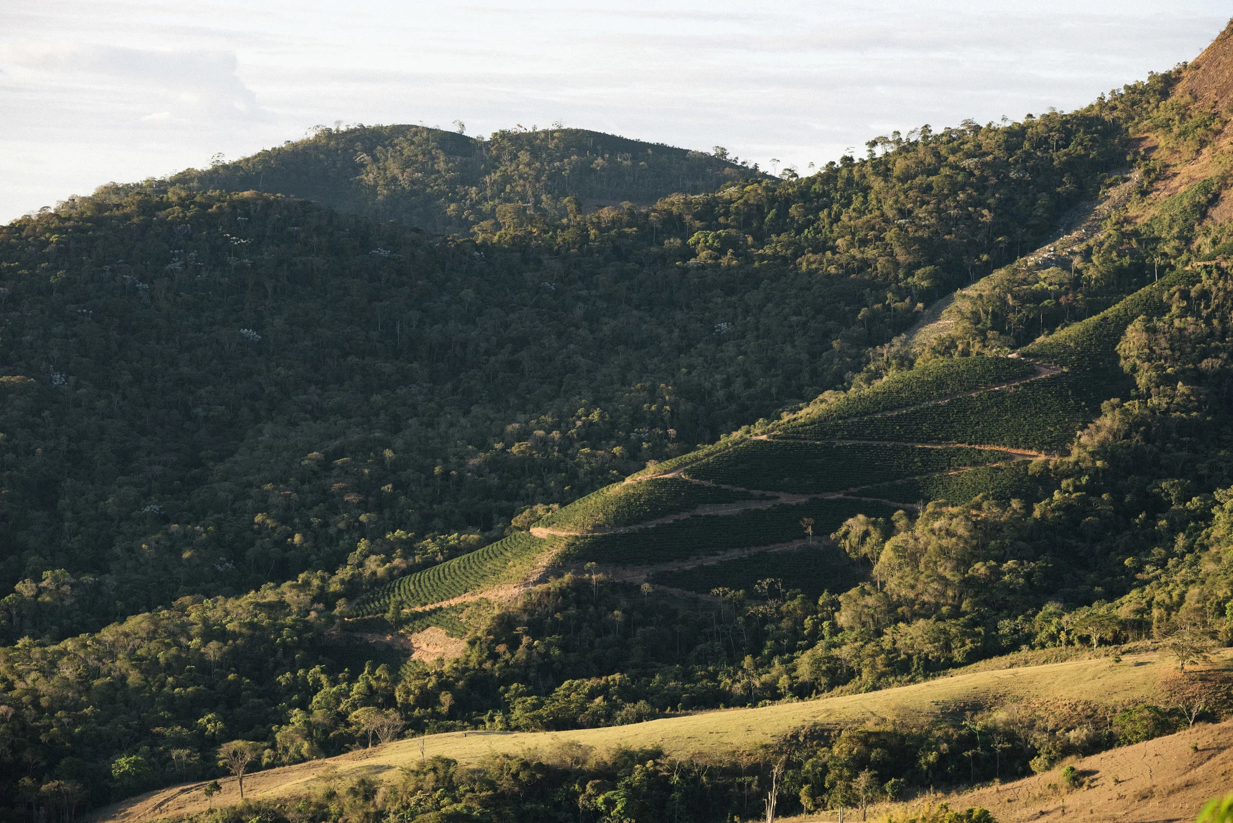 Coffee terraces in the hills.