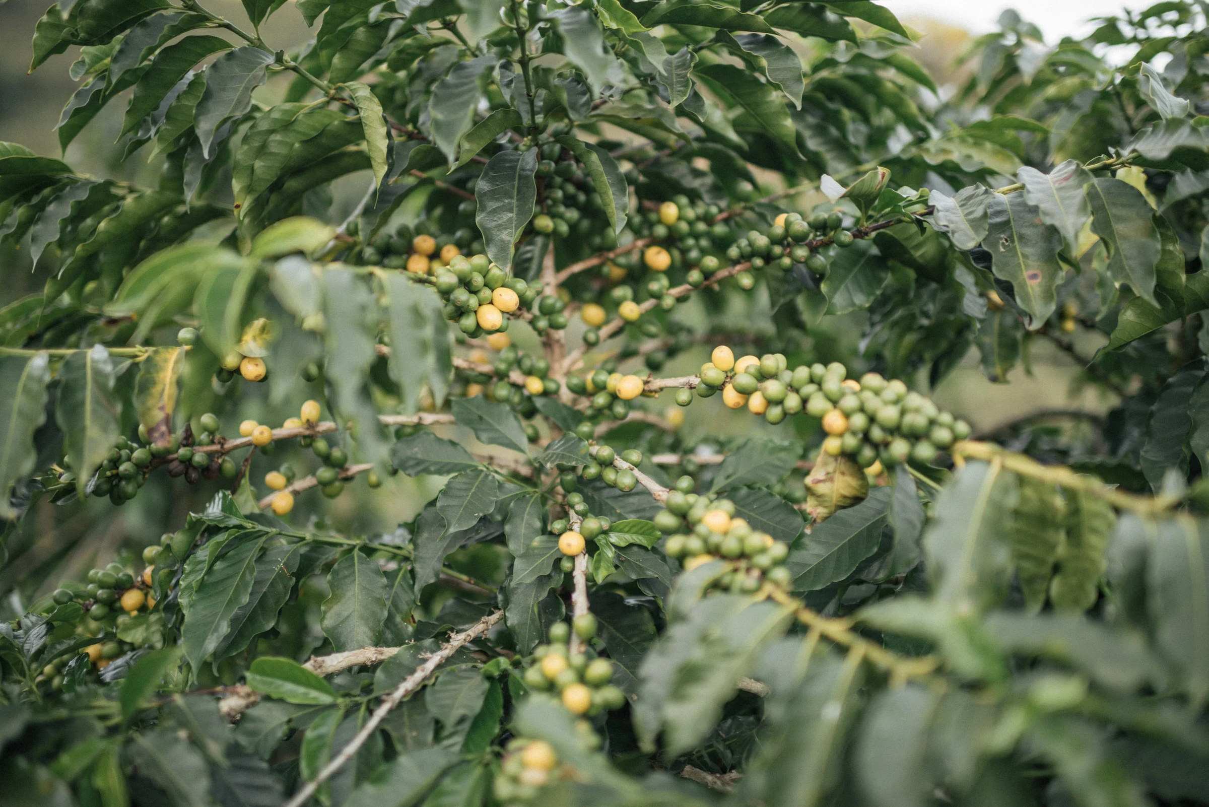 Coffee cherries on the branch.