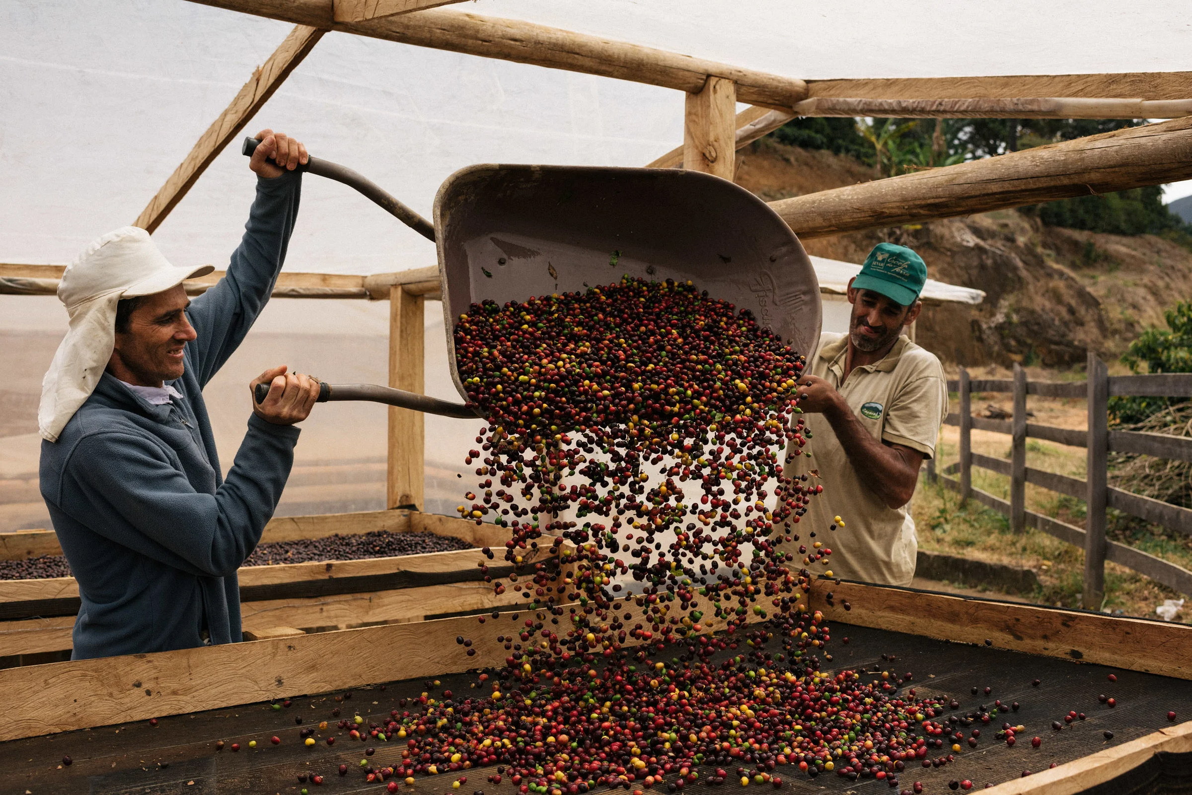 Spreading the cherries to dry.