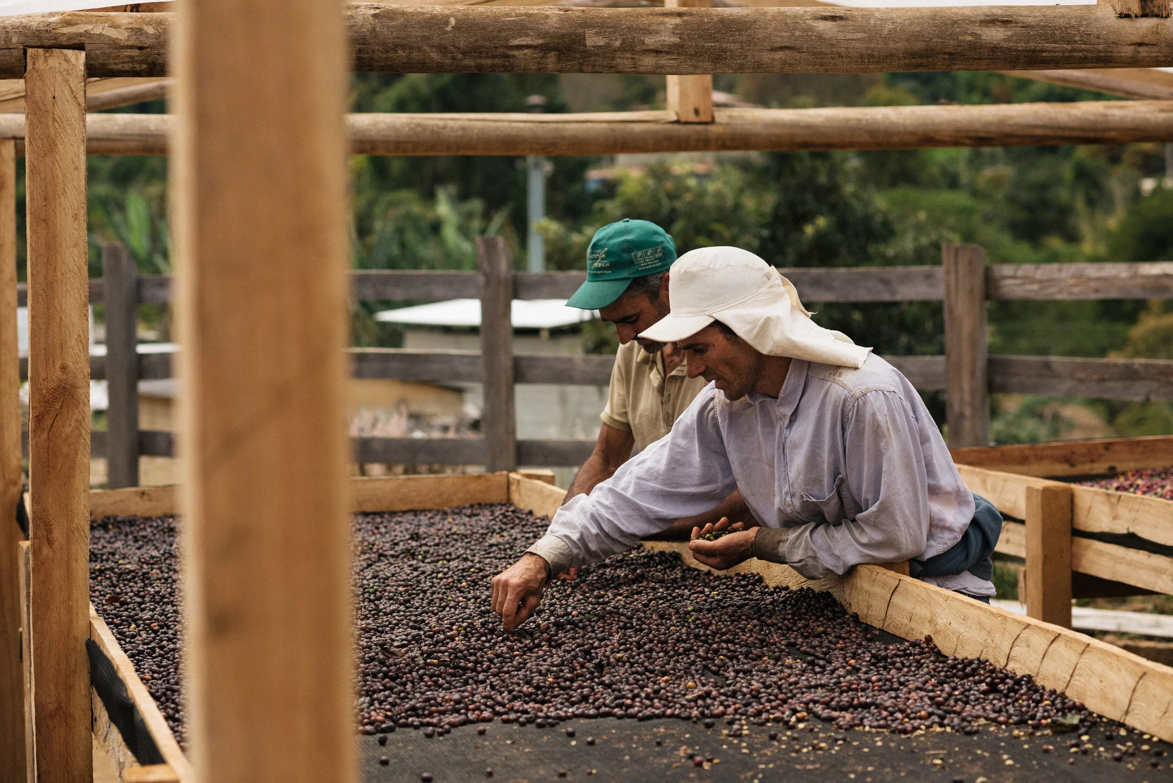 Turning the beans.