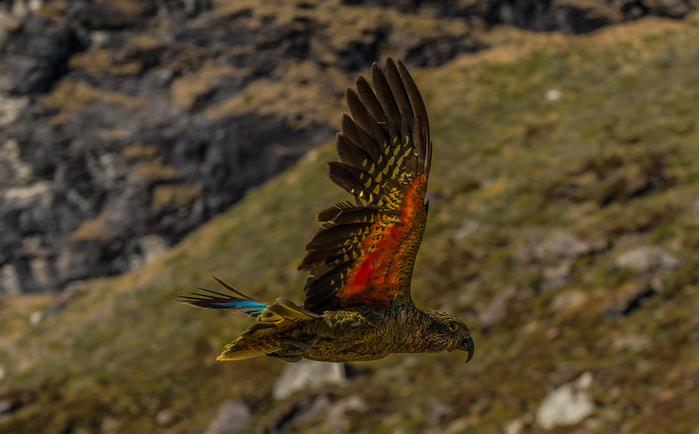 Kea.