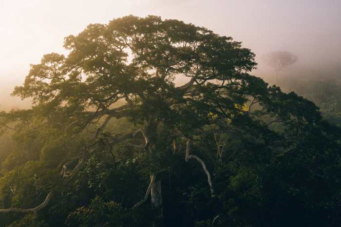 Into the Amazon