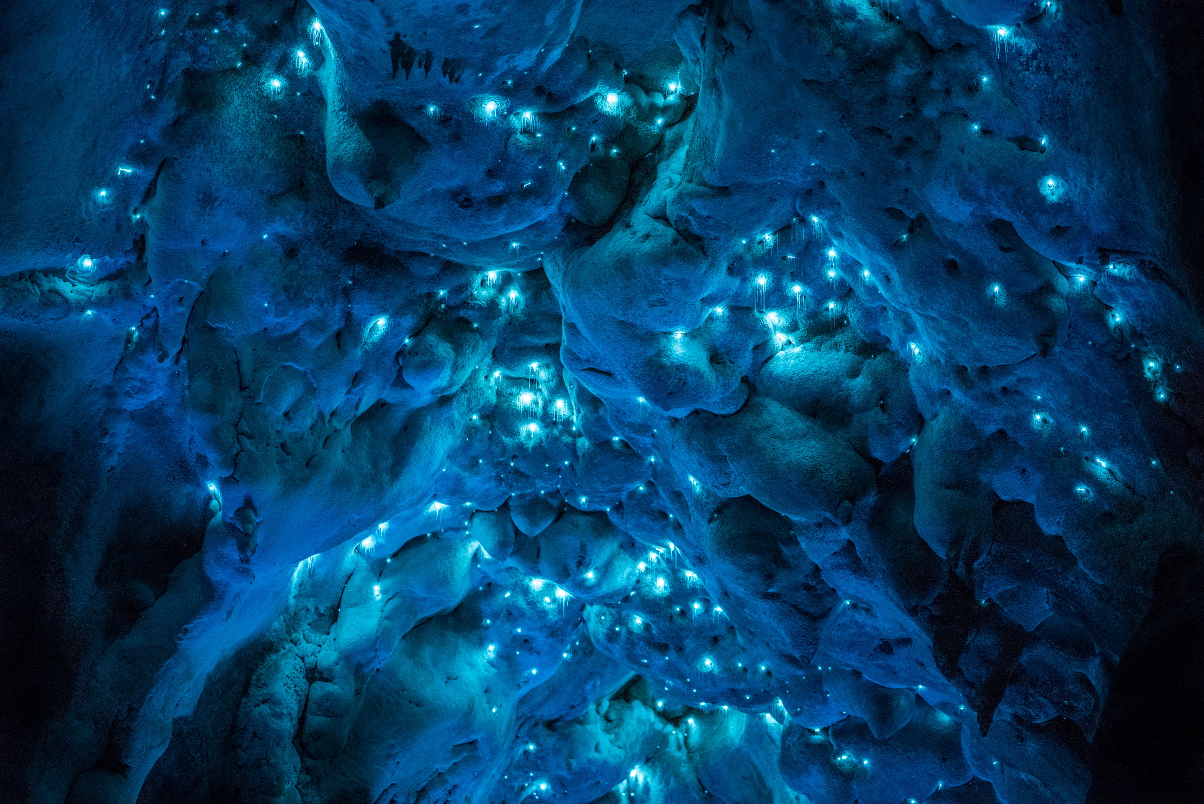 Arachnocampa luminosa, limestone cave, North Island. Long exposure.