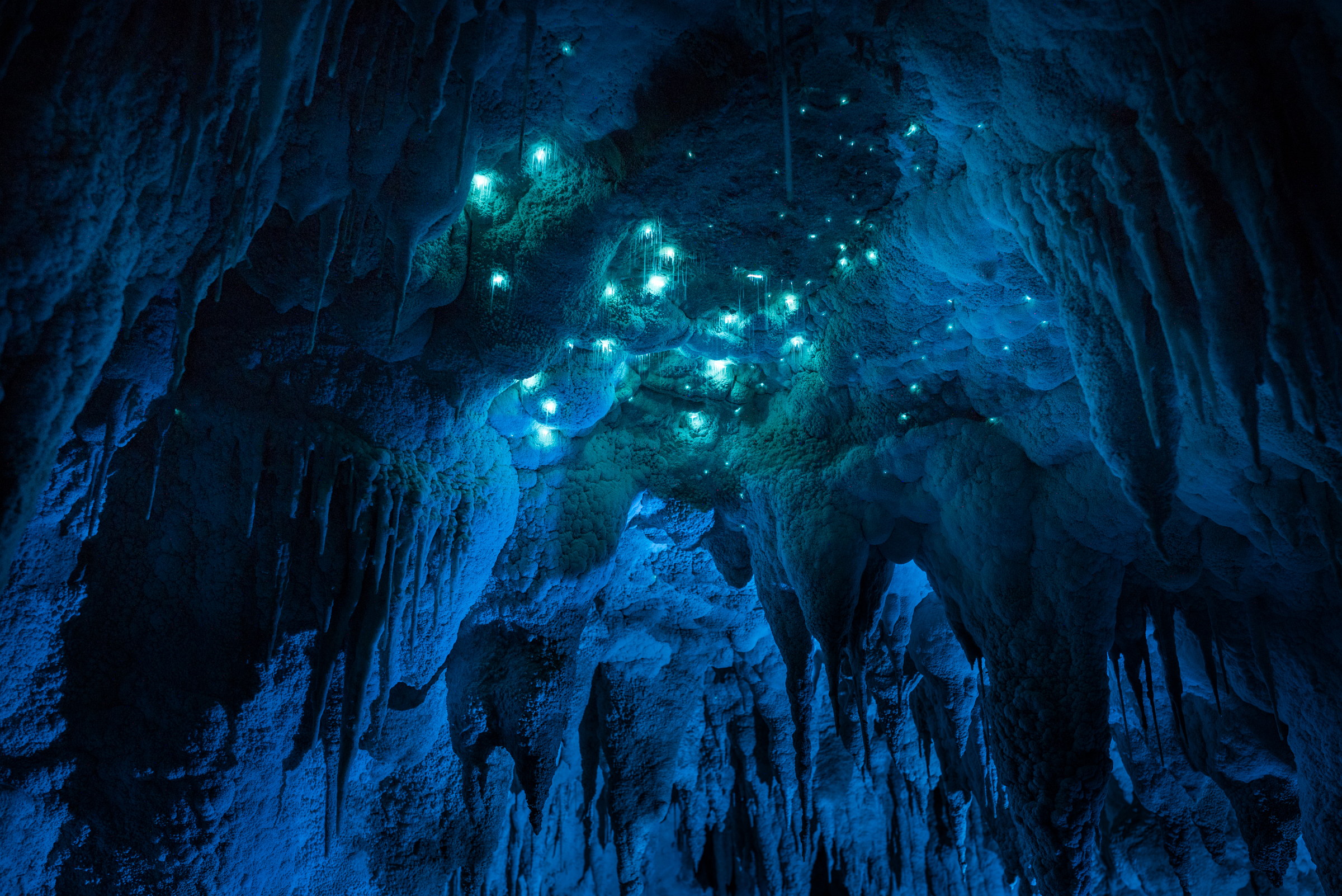 Arachnocampa luminosa, limestone cave, North Island. Long exposure.