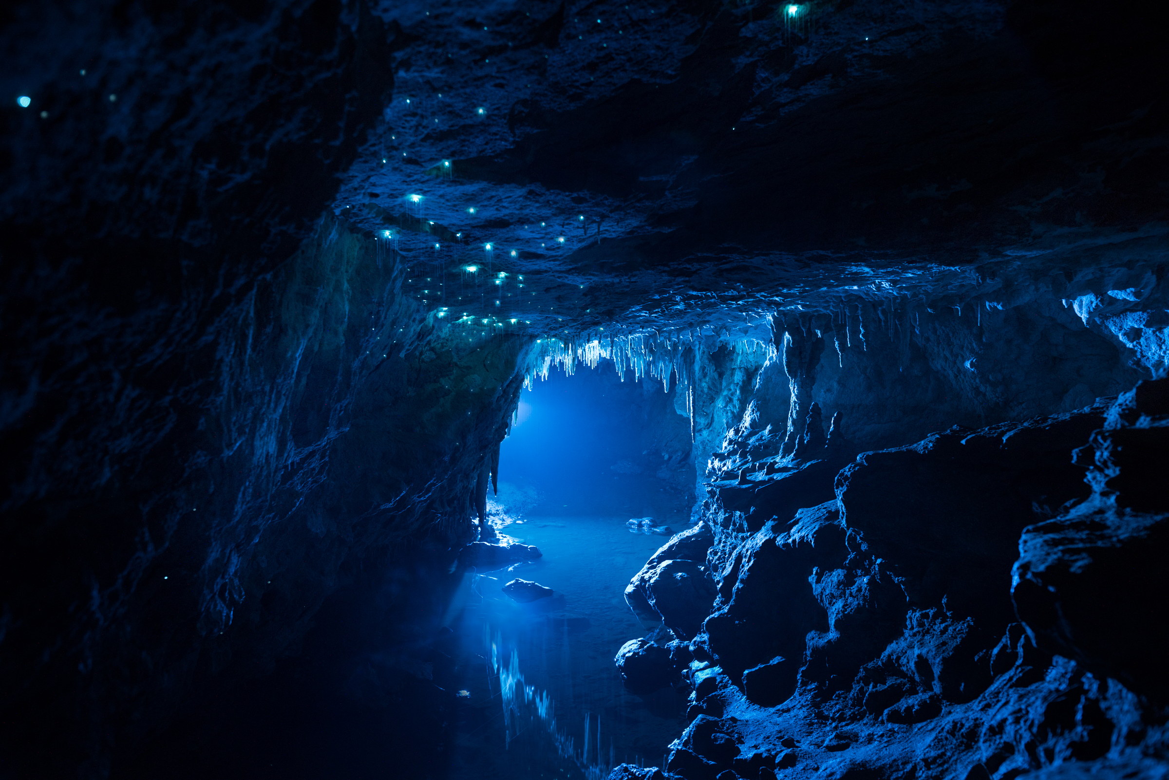 Arachnocampa luminosa, limestone cave, North Island. Long exposure.