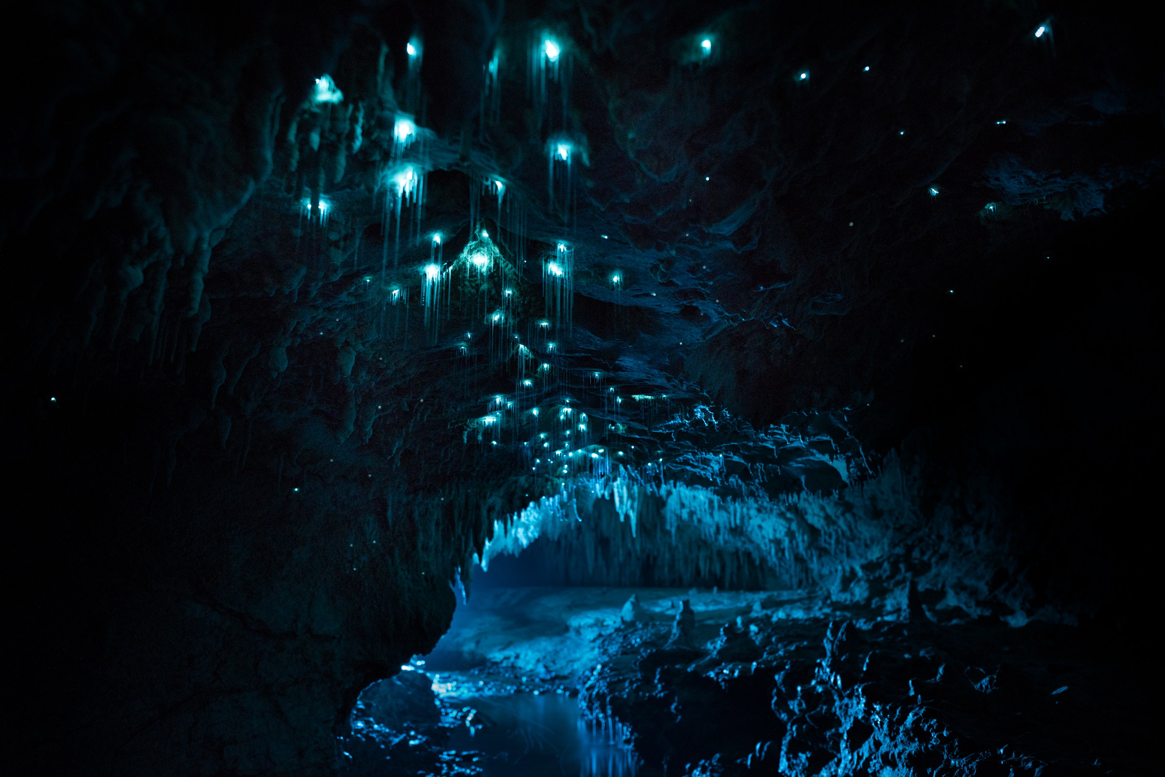 Arachnocampa luminosa, limestone cave, North Island. Long exposure.