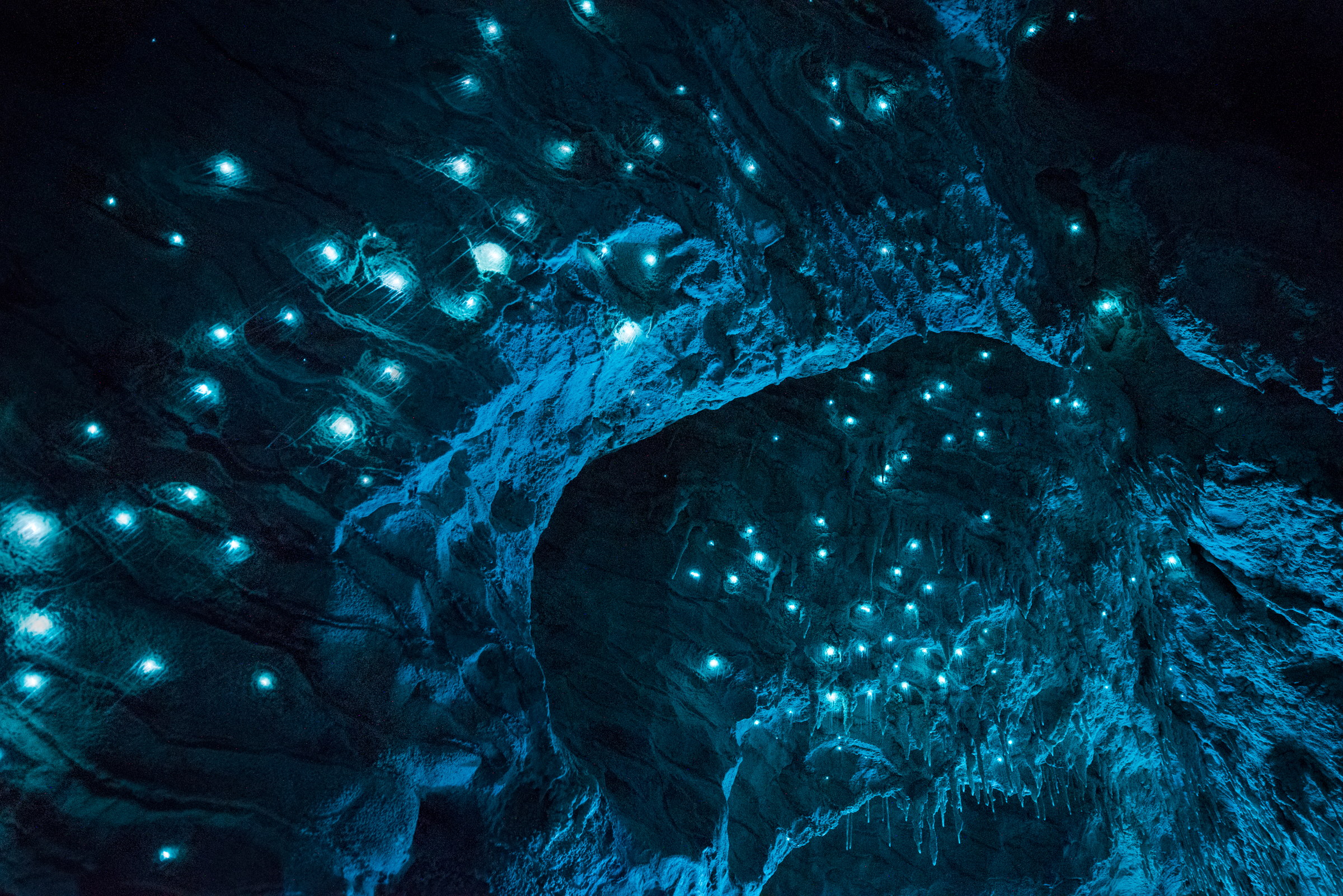 Arachnocampa luminosa, limestone cave, North Island. Long exposure.