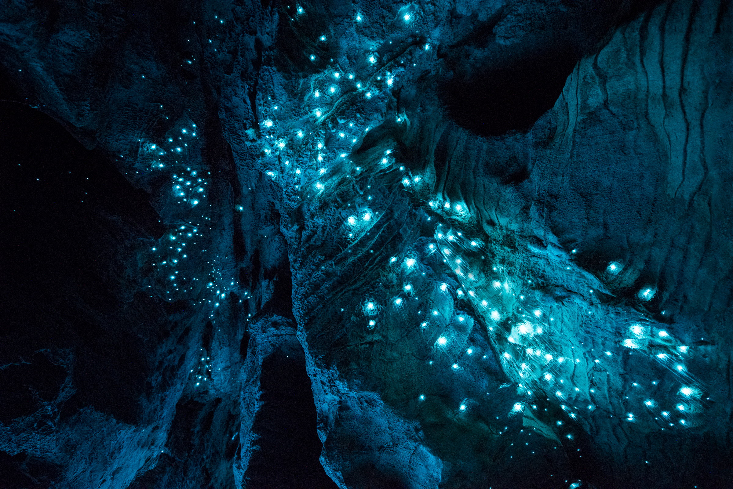 Arachnocampa luminosa, limestone cave, North Island. Long exposure.