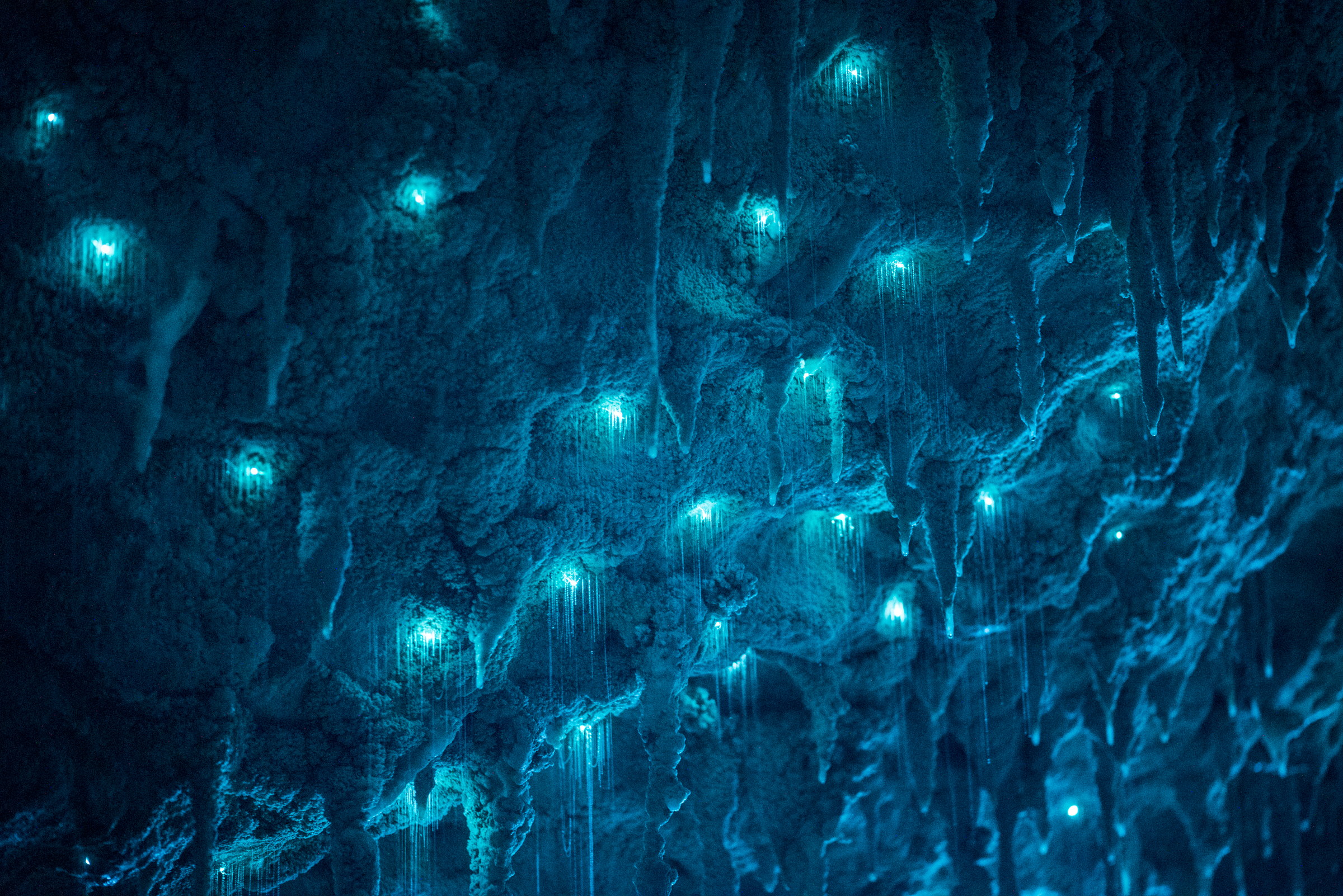 Arachnocampa luminosa, limestone cave, North Island. Long exposure.