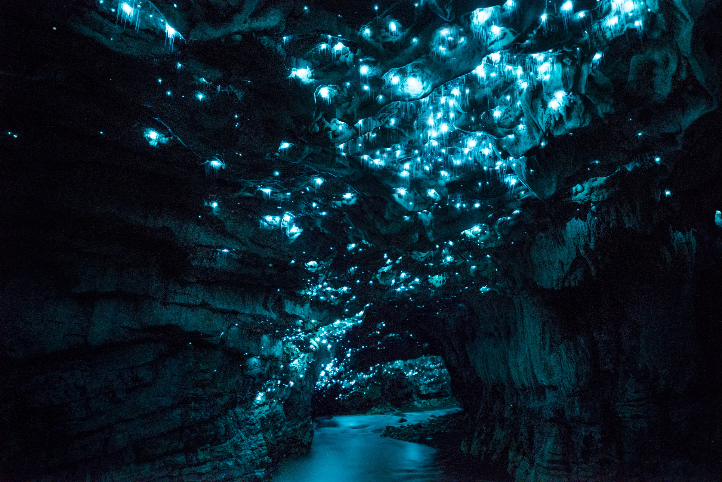 Arachnocampa luminosa, limestone cave, North Island. Long exposure.