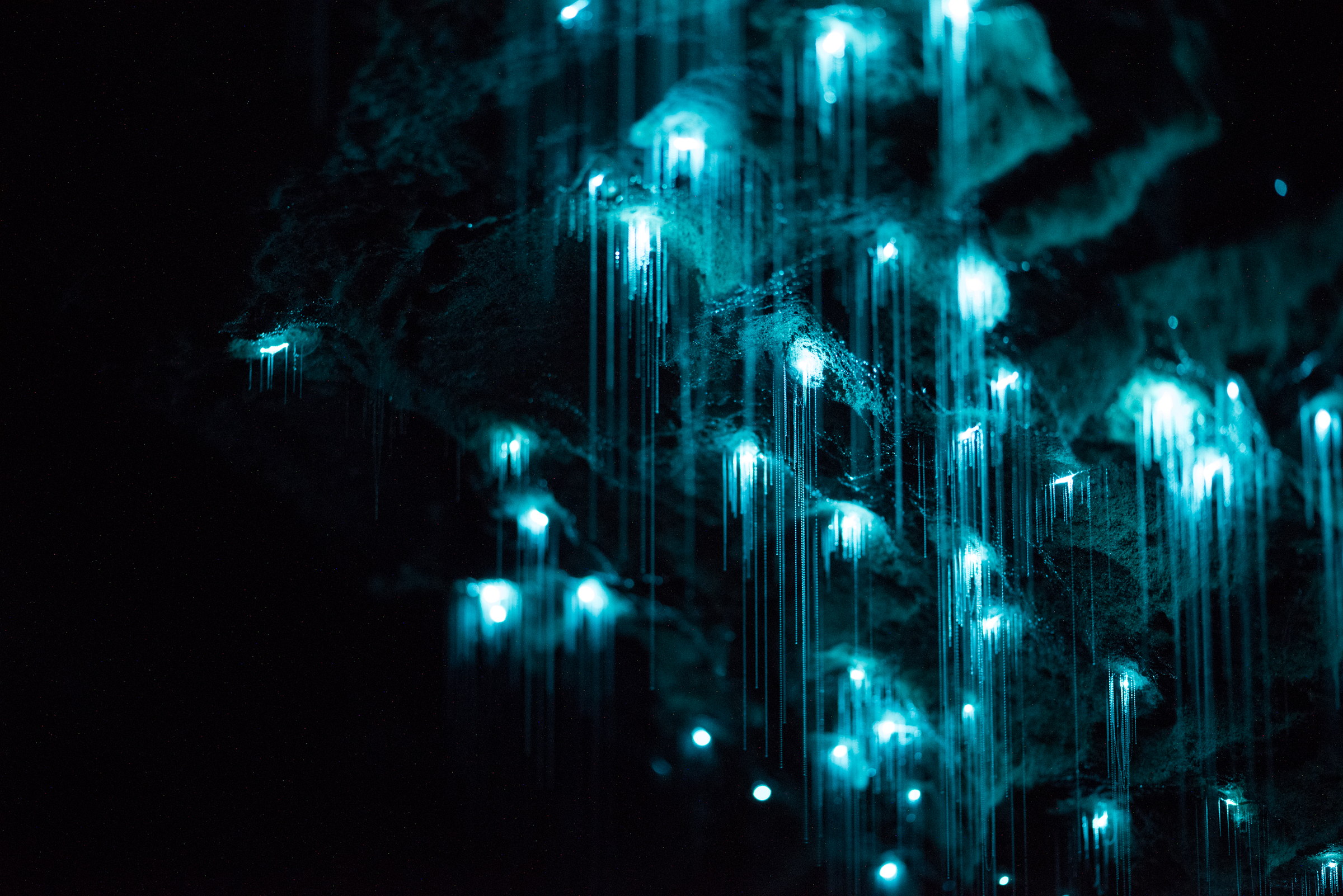 Arachnocampa luminosa, limestone cave, North Island. Long exposure.