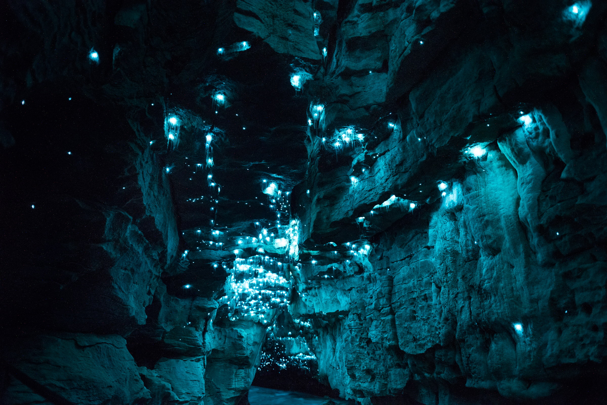 Arachnocampa luminosa, limestone cave, North Island. Long exposure.