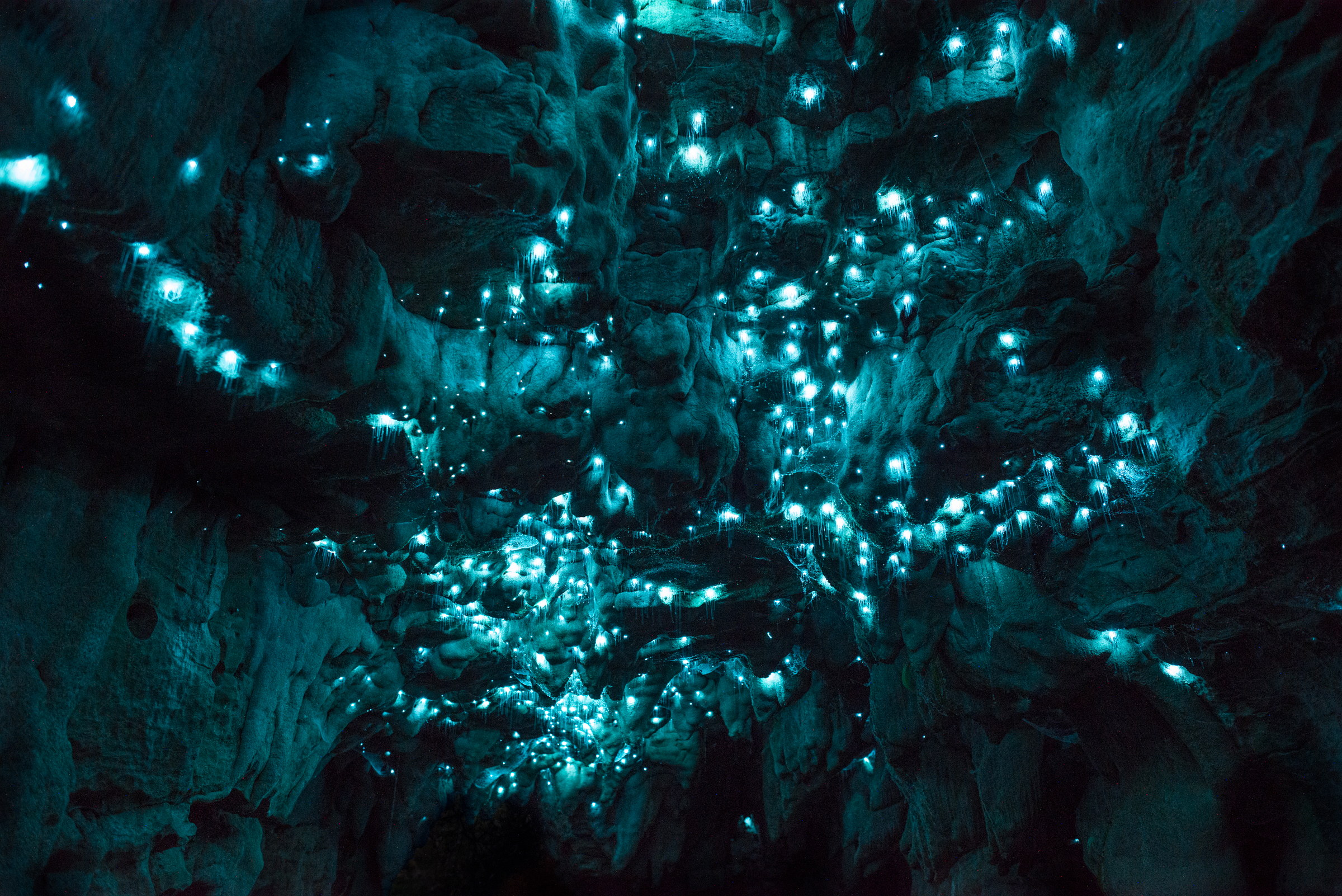 Arachnocampa luminosa, limestone cave, North Island. Long exposure.