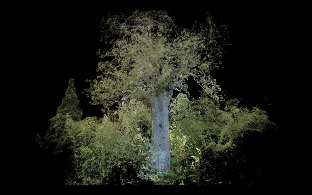 Kauri point cloud.