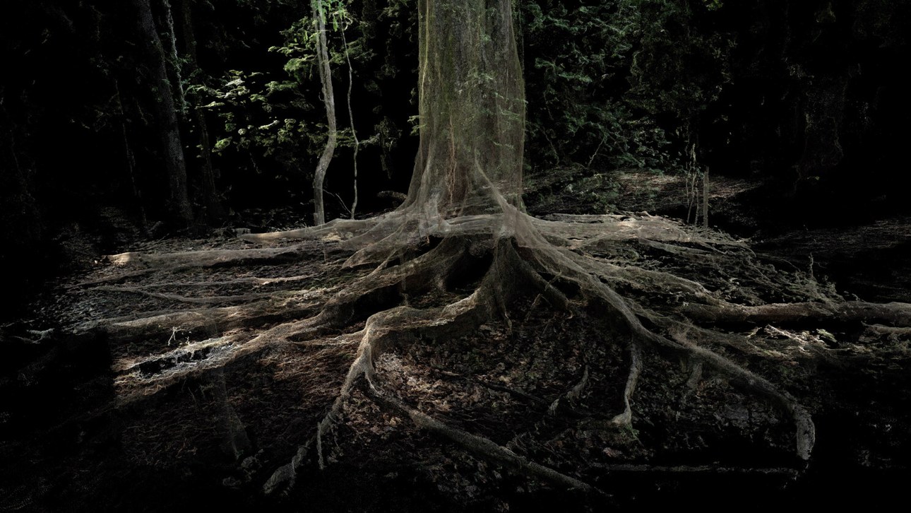 Amazon point cloud — buttress roots.