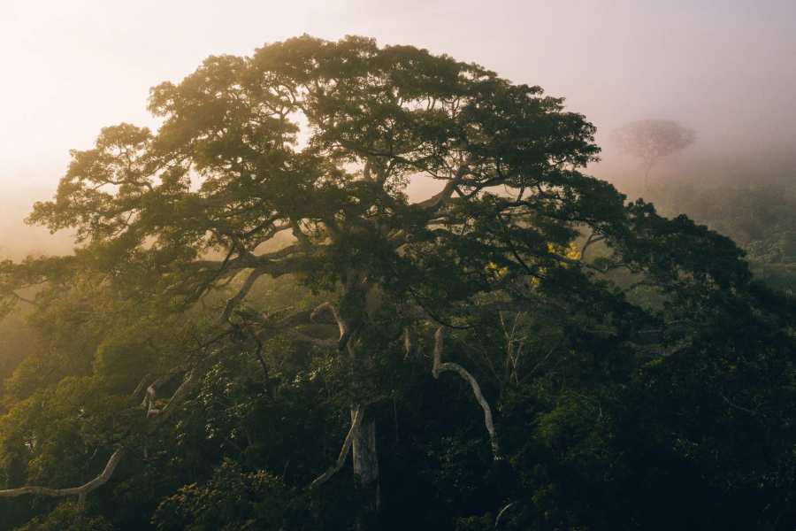 The forest around the tree.