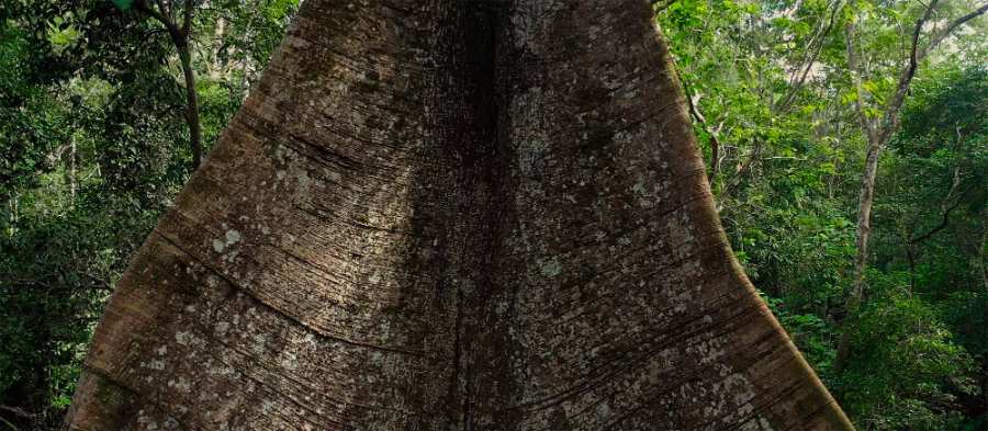 The Samaúma trunk.