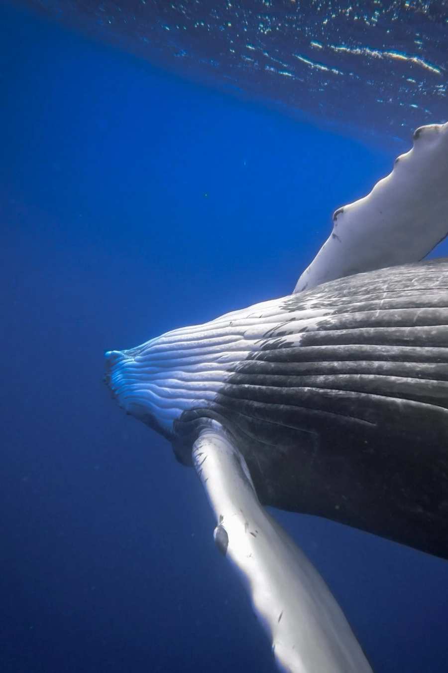 Filmed in Tongan waters.