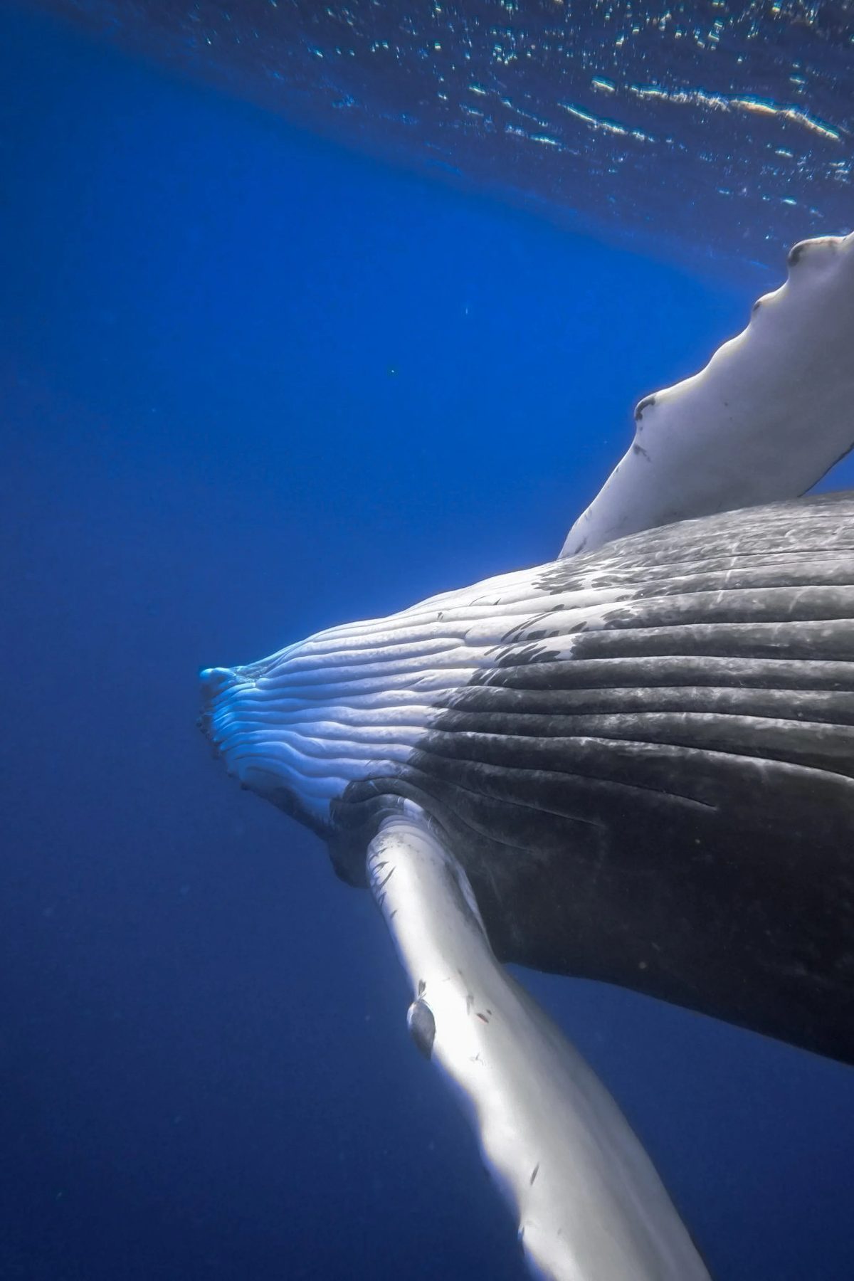 Humpback, Tongan waters.