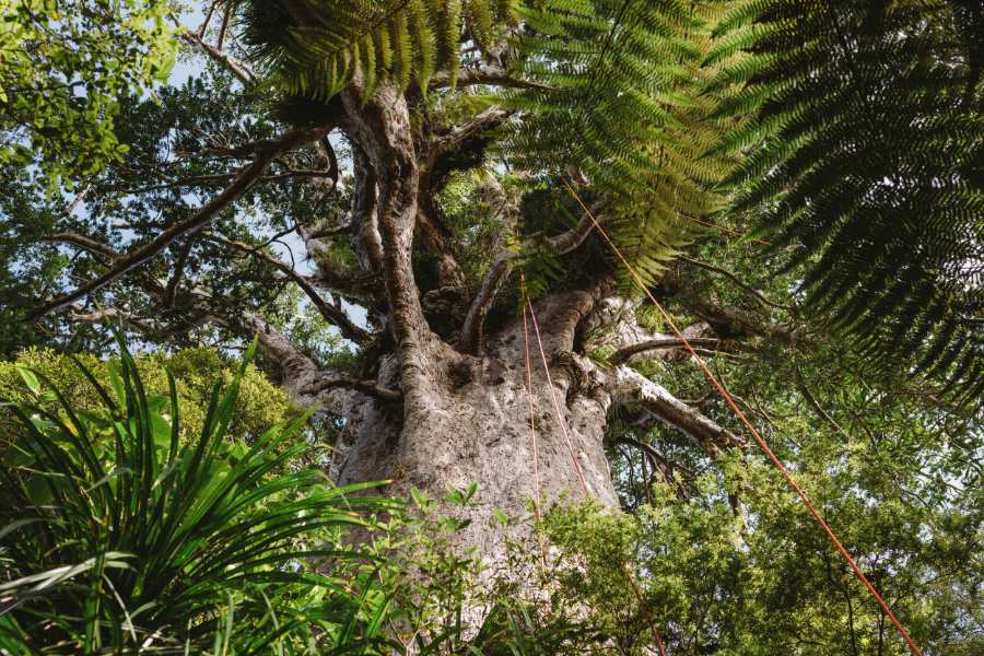Tāne Mahuta, Waipoua Forest.