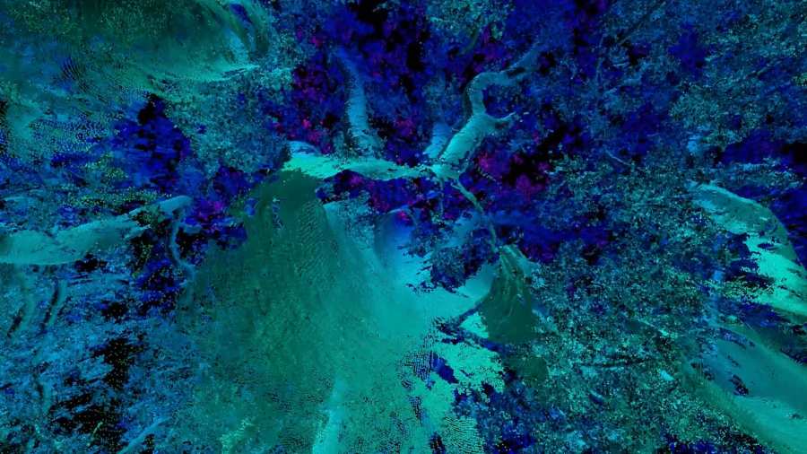 Scan imagery from the Waipoua kauri.